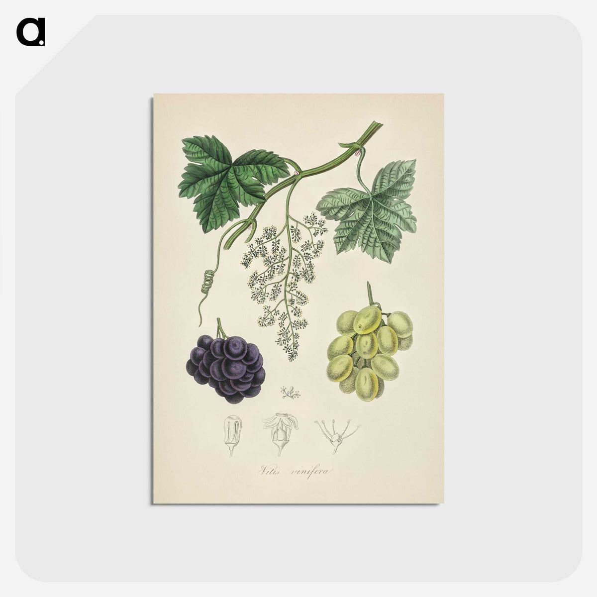 2-4_Medical-Botany_postcard