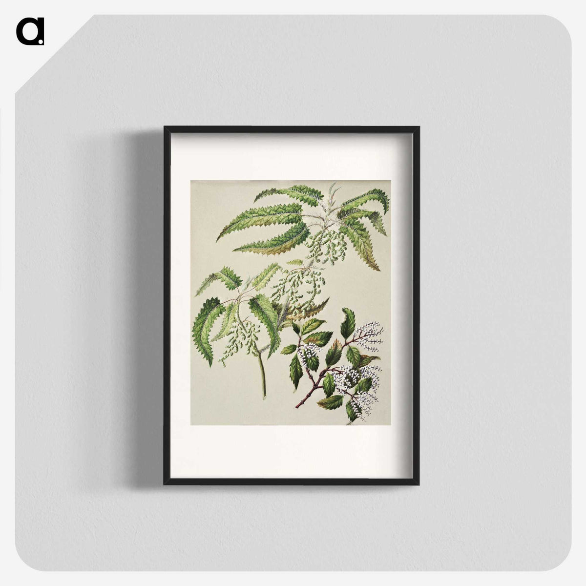 2-4_Native-Flowering-Plants-of-New-Zealand_blk