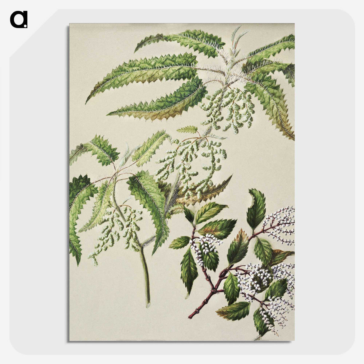 2-4_Native-Flowering-Plants-of-New-Zealand_picture-crop