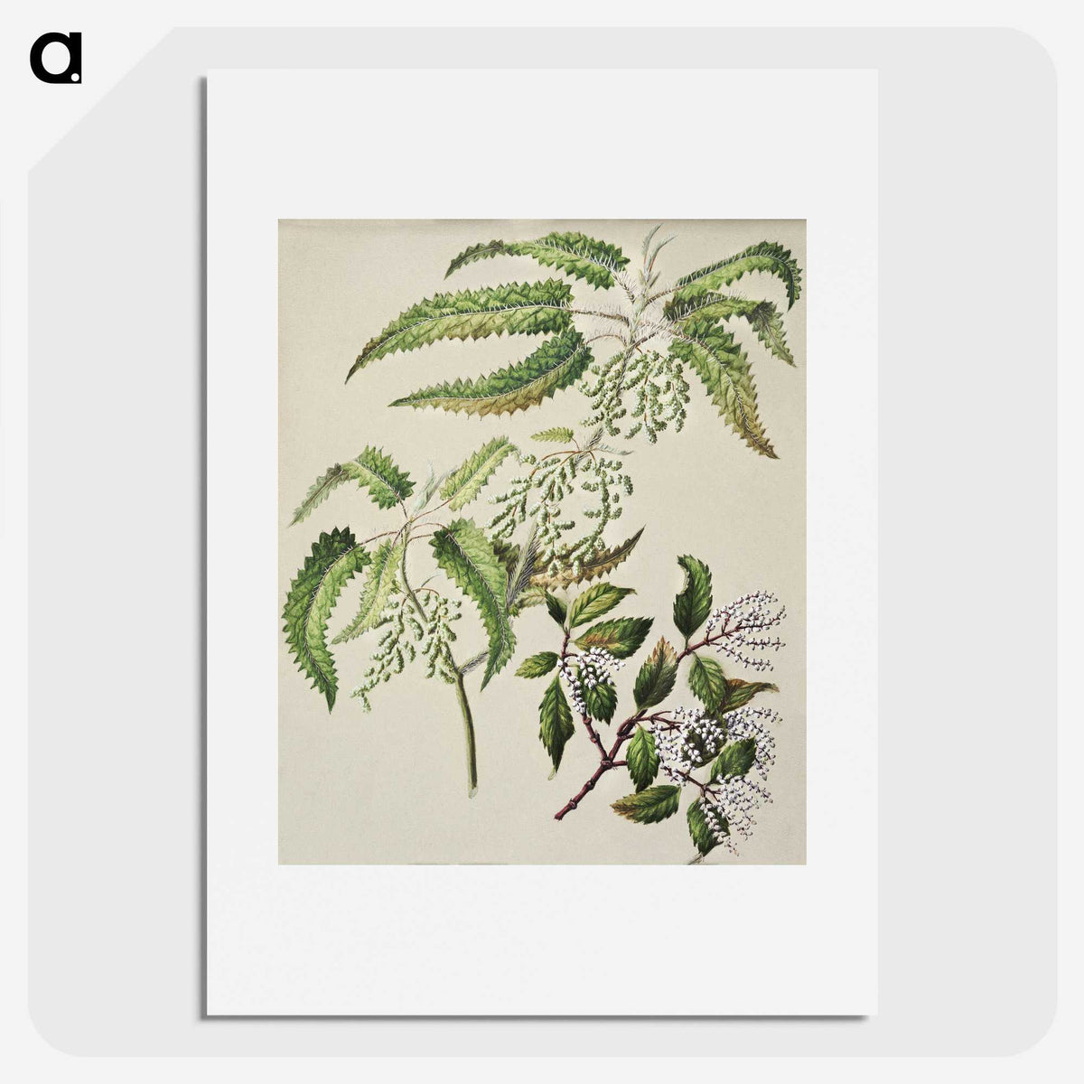 2-4_Native-Flowering-Plants-of-New-Zealand_picture