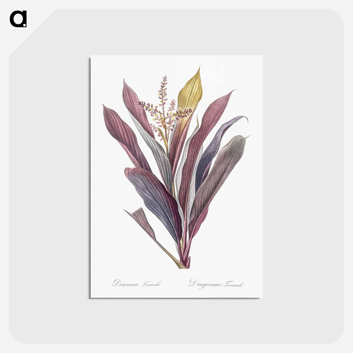 アートポストカード-Cordyline fruticosa illustration - ピエール ジョゼフ ルドゥーテ Postcard.