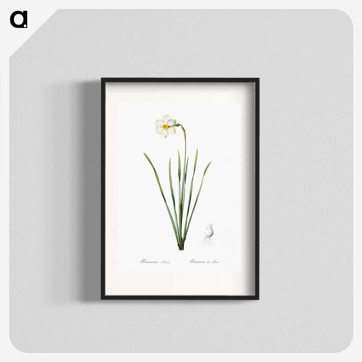 2-4_The-Lilies_blk