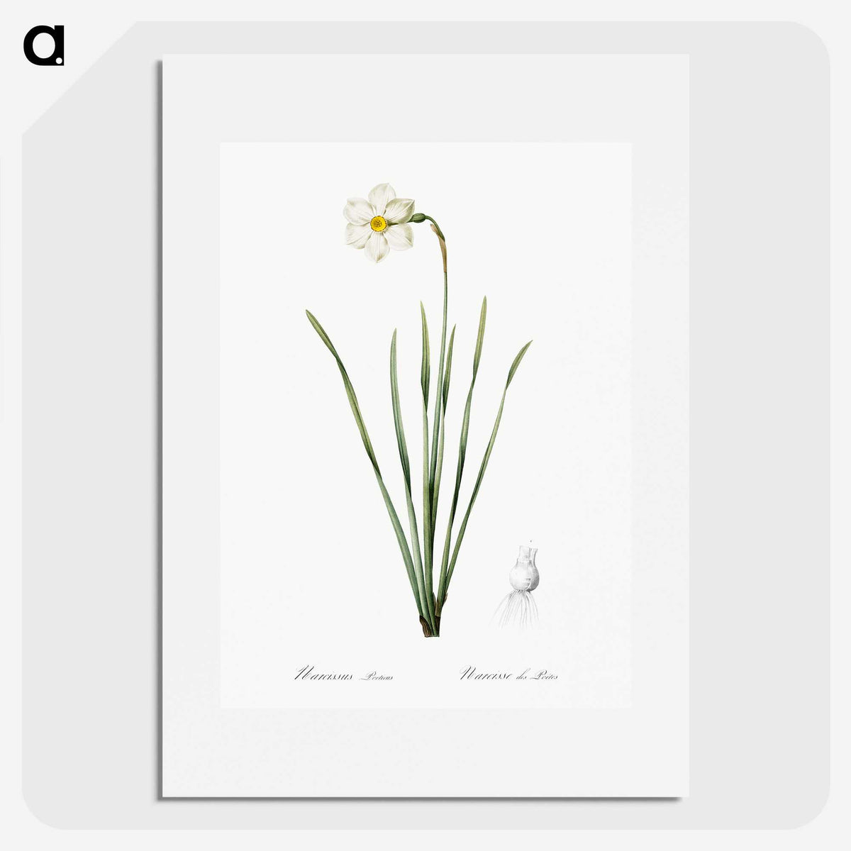 2-4_The-Lilies_picture