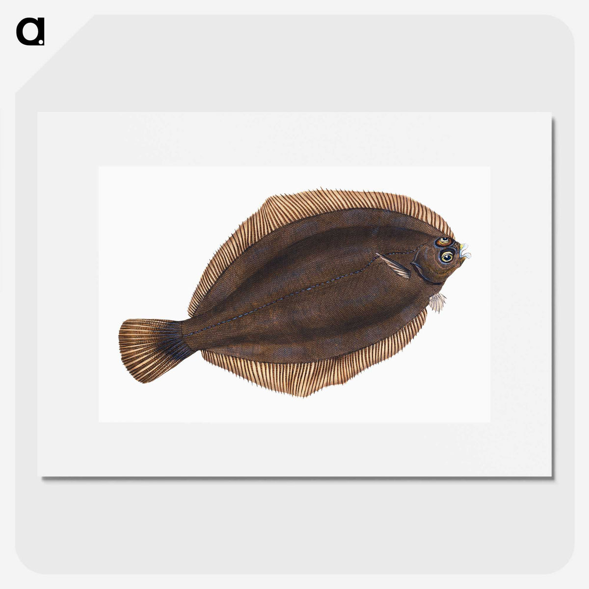 2-4_The-Natural-History-of-British-Fishes_picture