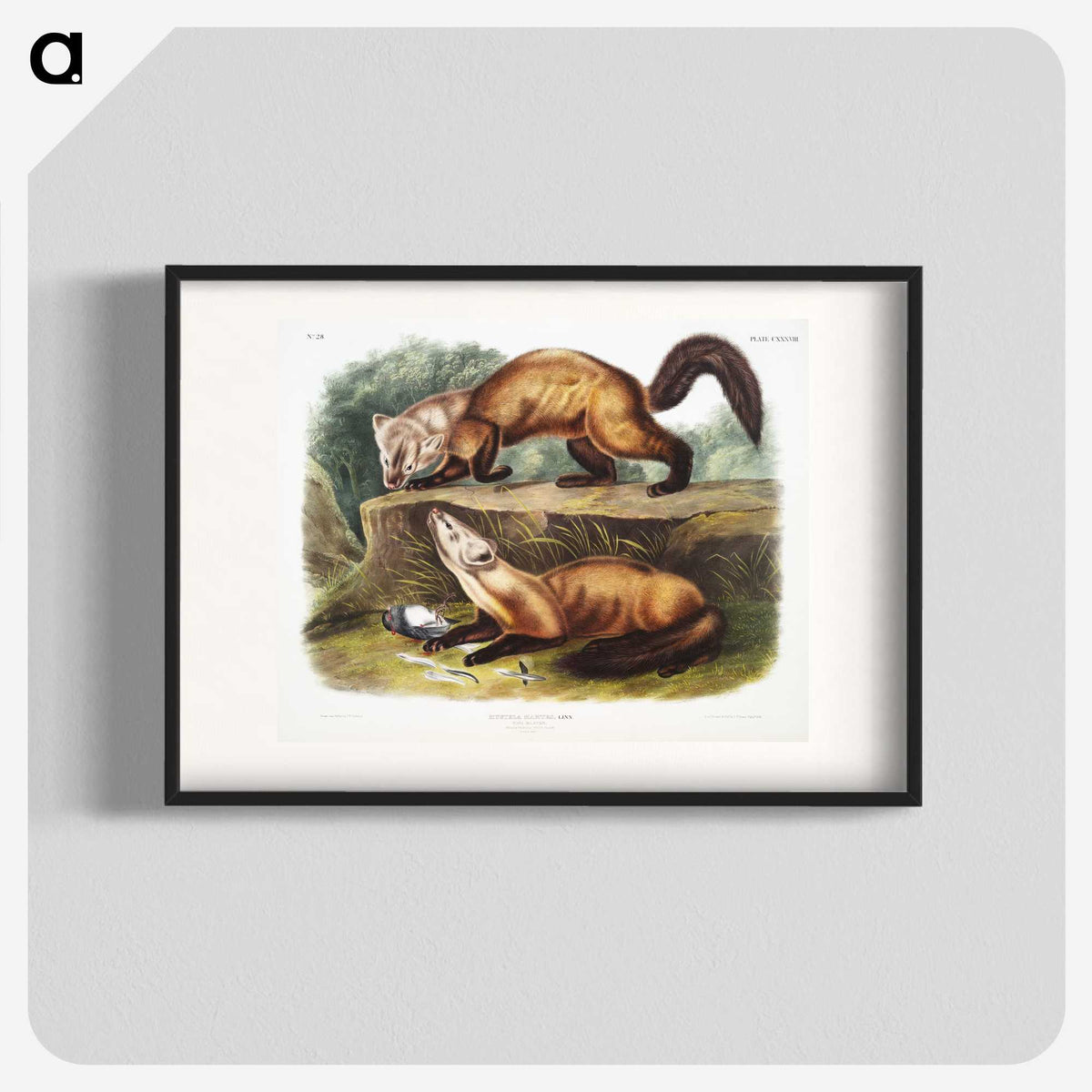 2-4_The-Viviparous-Quadrupeds_blk