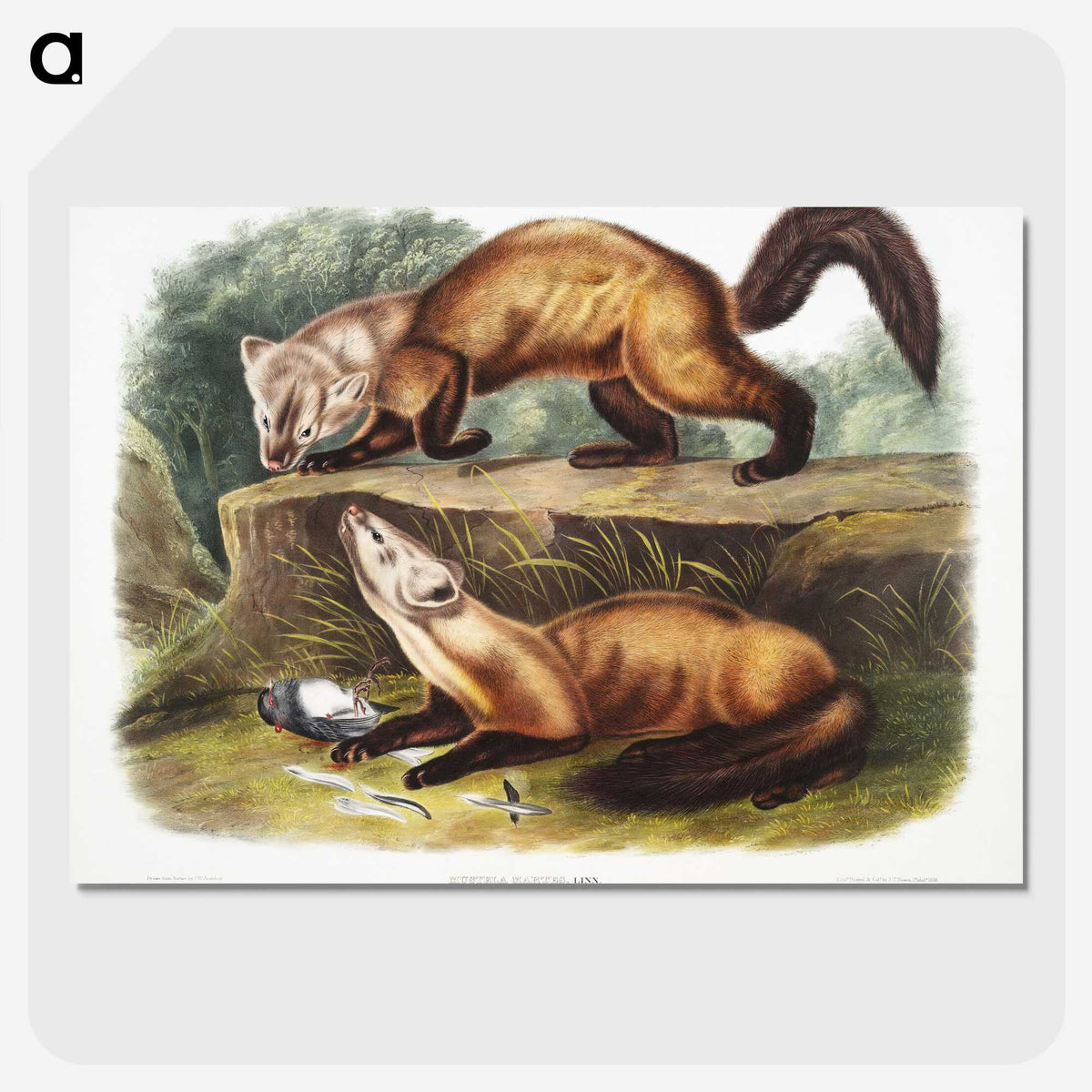 2-4_The-Viviparous-Quadrupeds_picture-crop