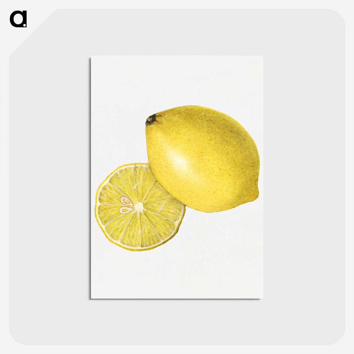 2-4_USDA-Watercolor-Fruit-Painting-Collection_postcard