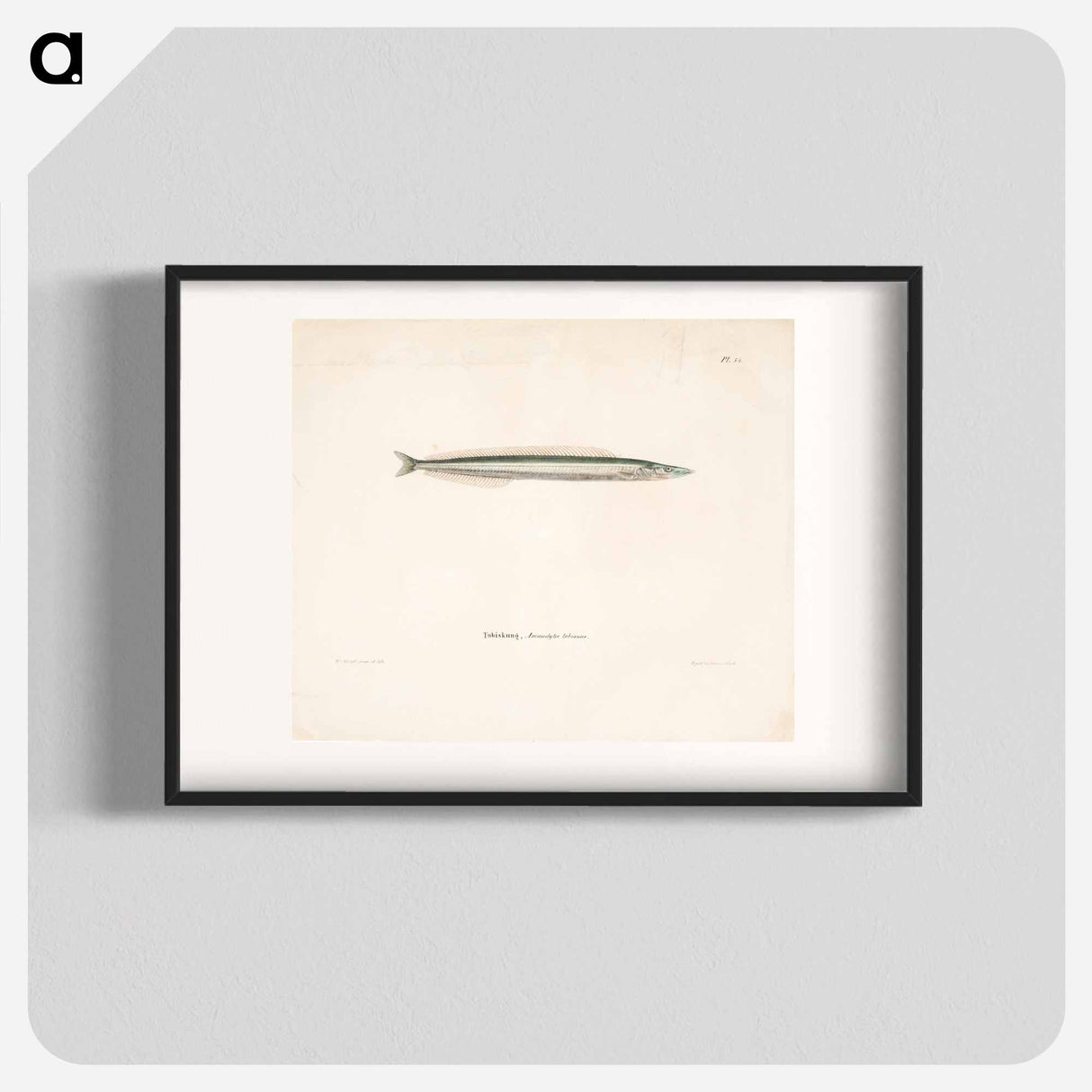 Small sandeel - Wilhelm von Wright Poster.