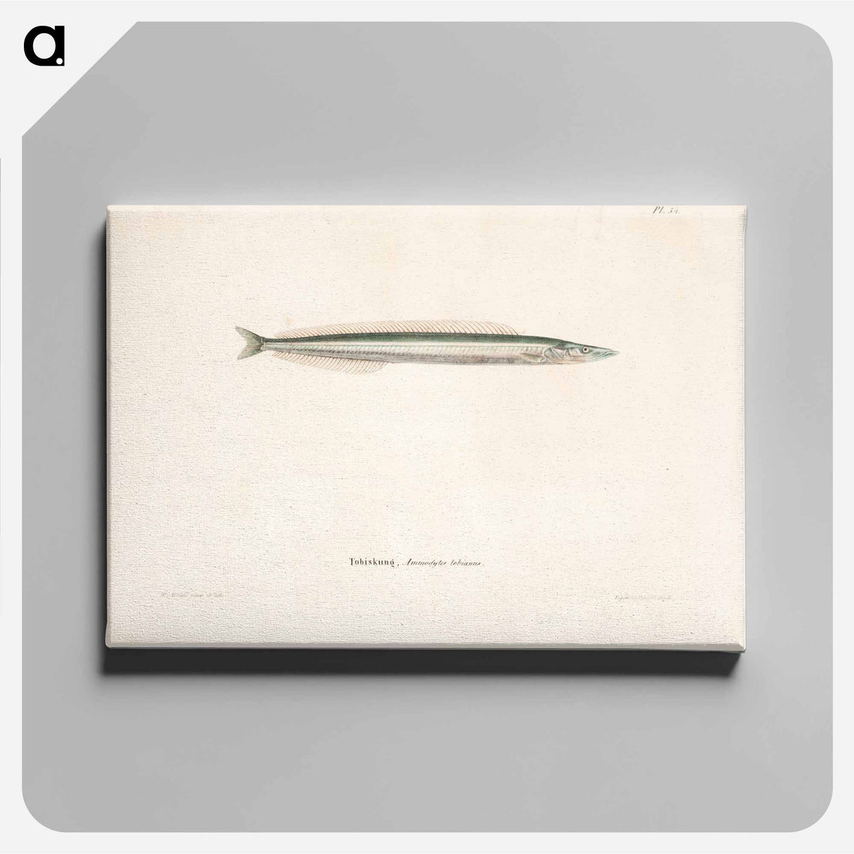 Small sandeel - Wilhelm von Wright Canvas.