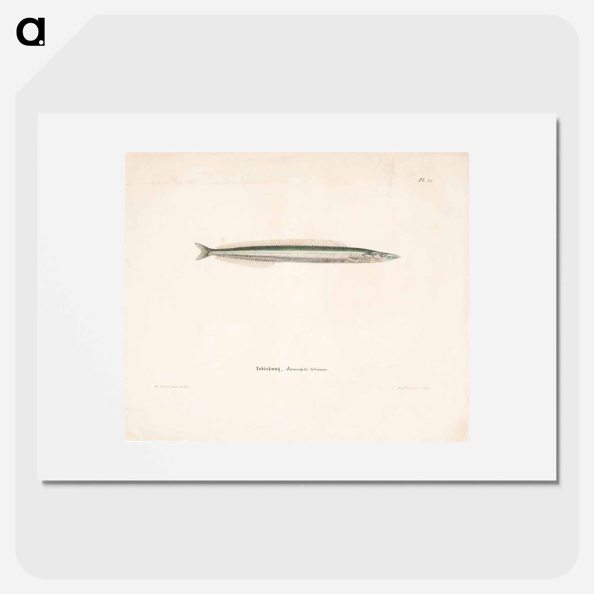 Small sandeel - Wilhelm von Wright Poster.