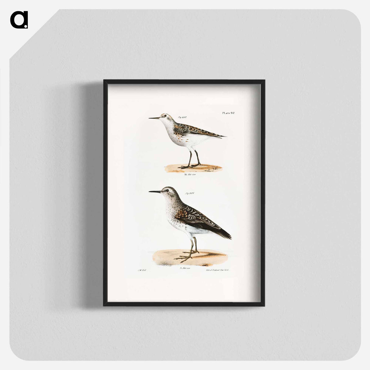 Wilson's Sandpiper - ニューヨークの動物学 Poster.