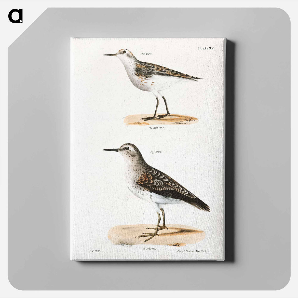 Wilson's Sandpiper - ニューヨークの動物学 Canvas.
