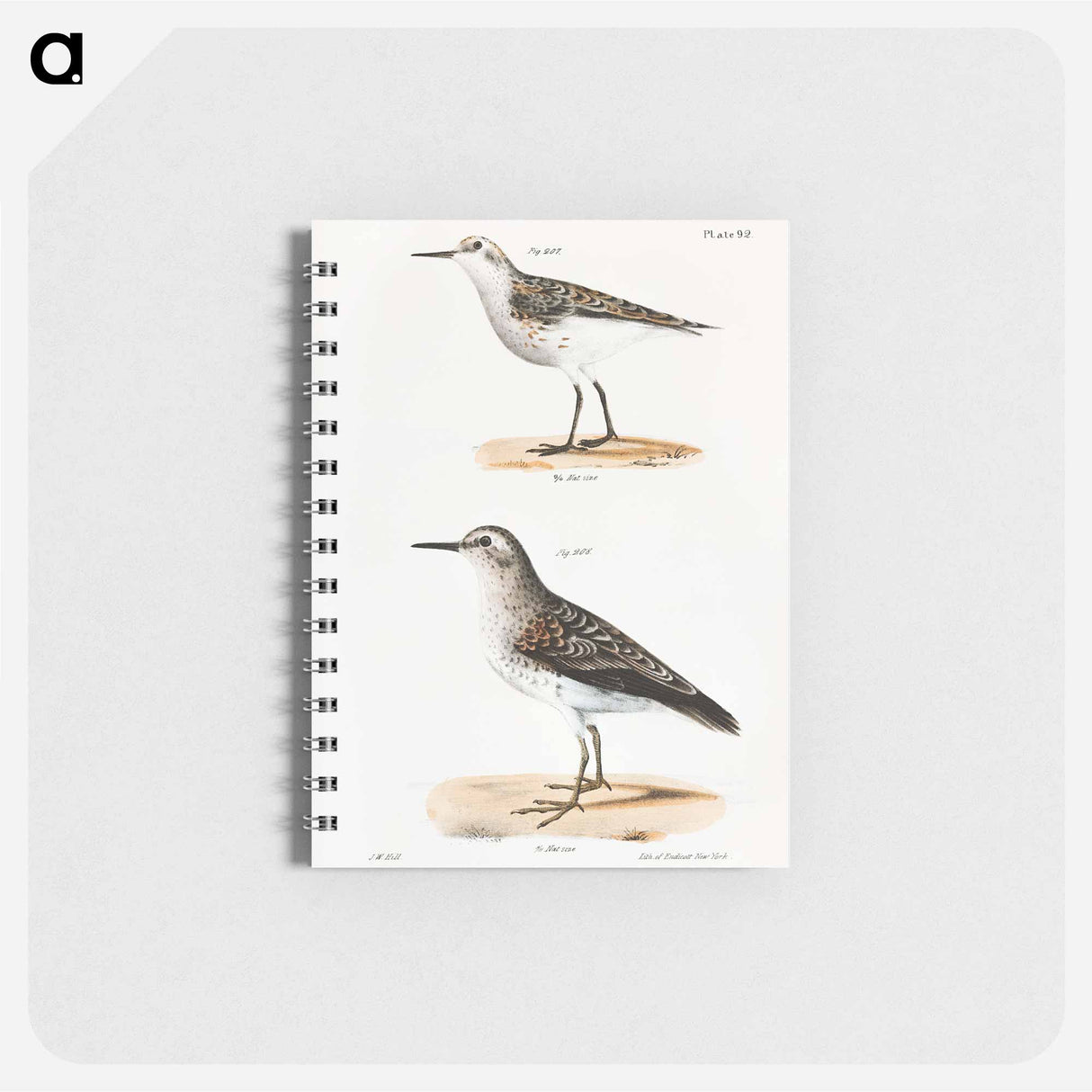 Wilson's Sandpiper - ニューヨークの動物学 Memo.