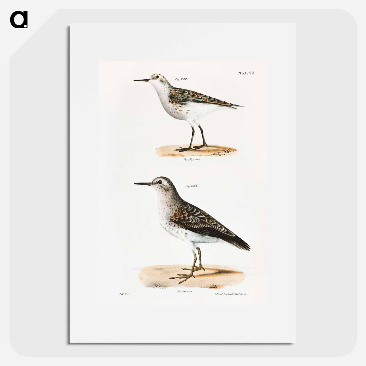 Wilson's Sandpiper - ニューヨークの動物学 Poster.