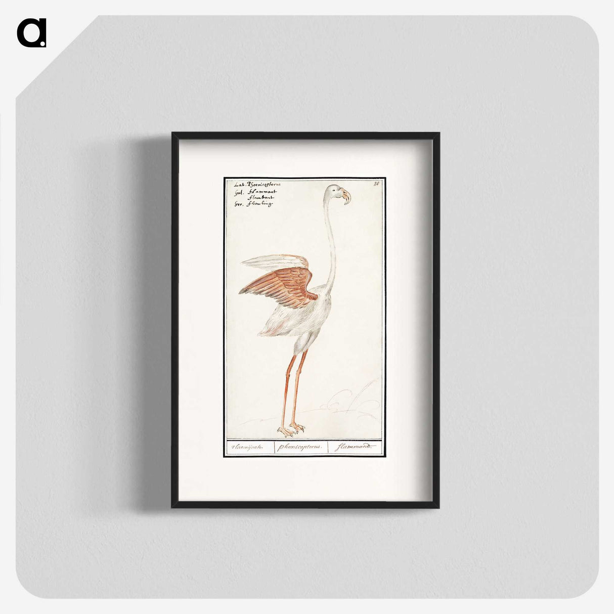 2-50_Anselmus-Boetius-de-Boodt_blk