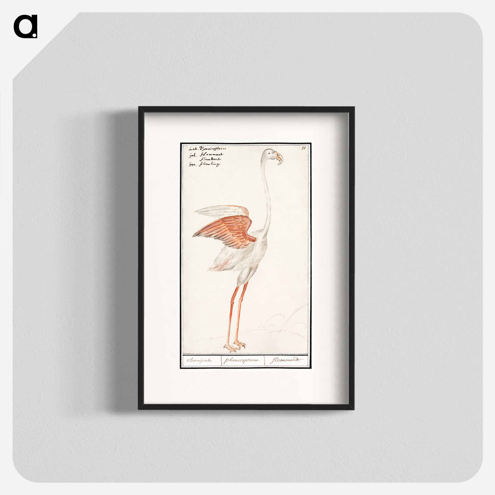 Common flamingo - アンセルムス ボエティウス デ ブート Poster.