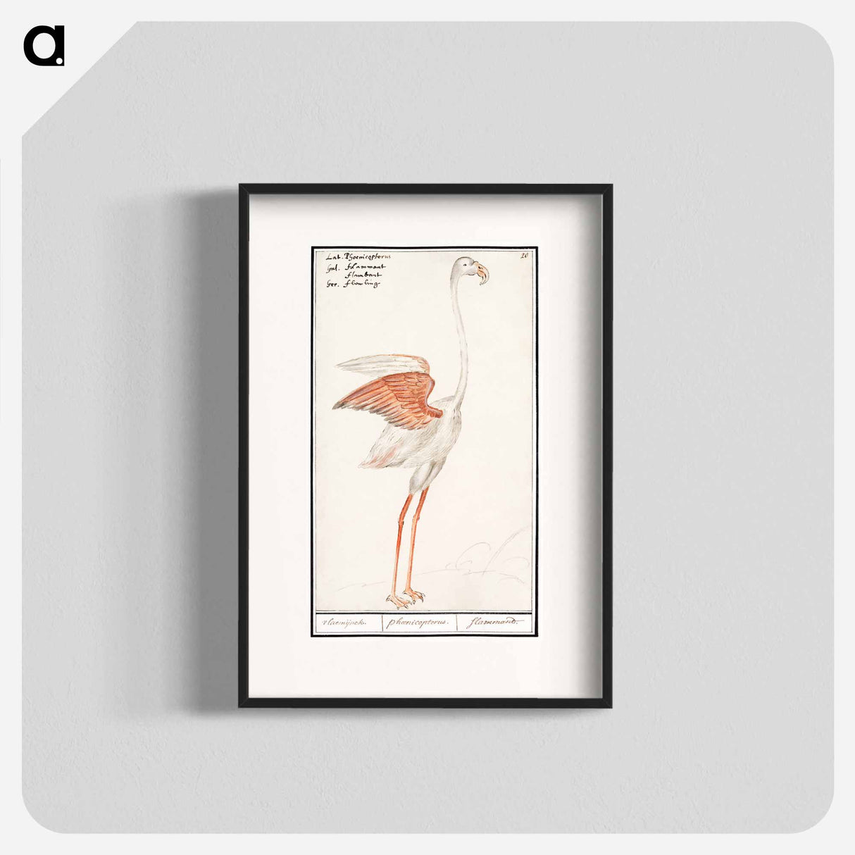 Common flamingo - アンセルムス ボエティウス デ ブート Poster.