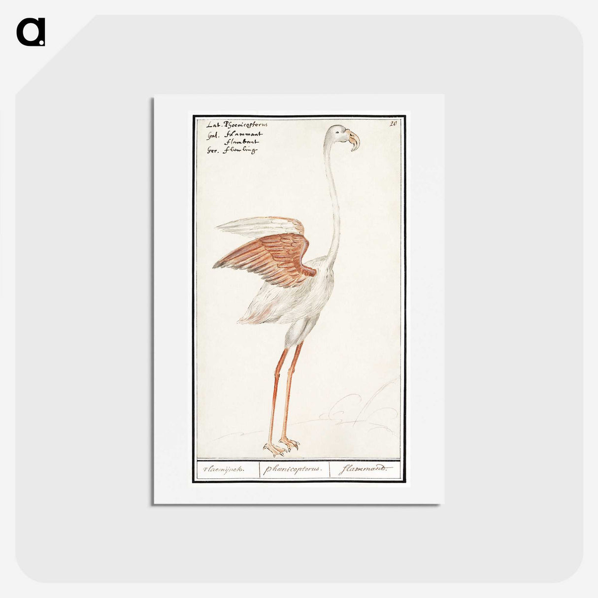 2-50_Anselmus-Boetius-de-Boodt_hagaki