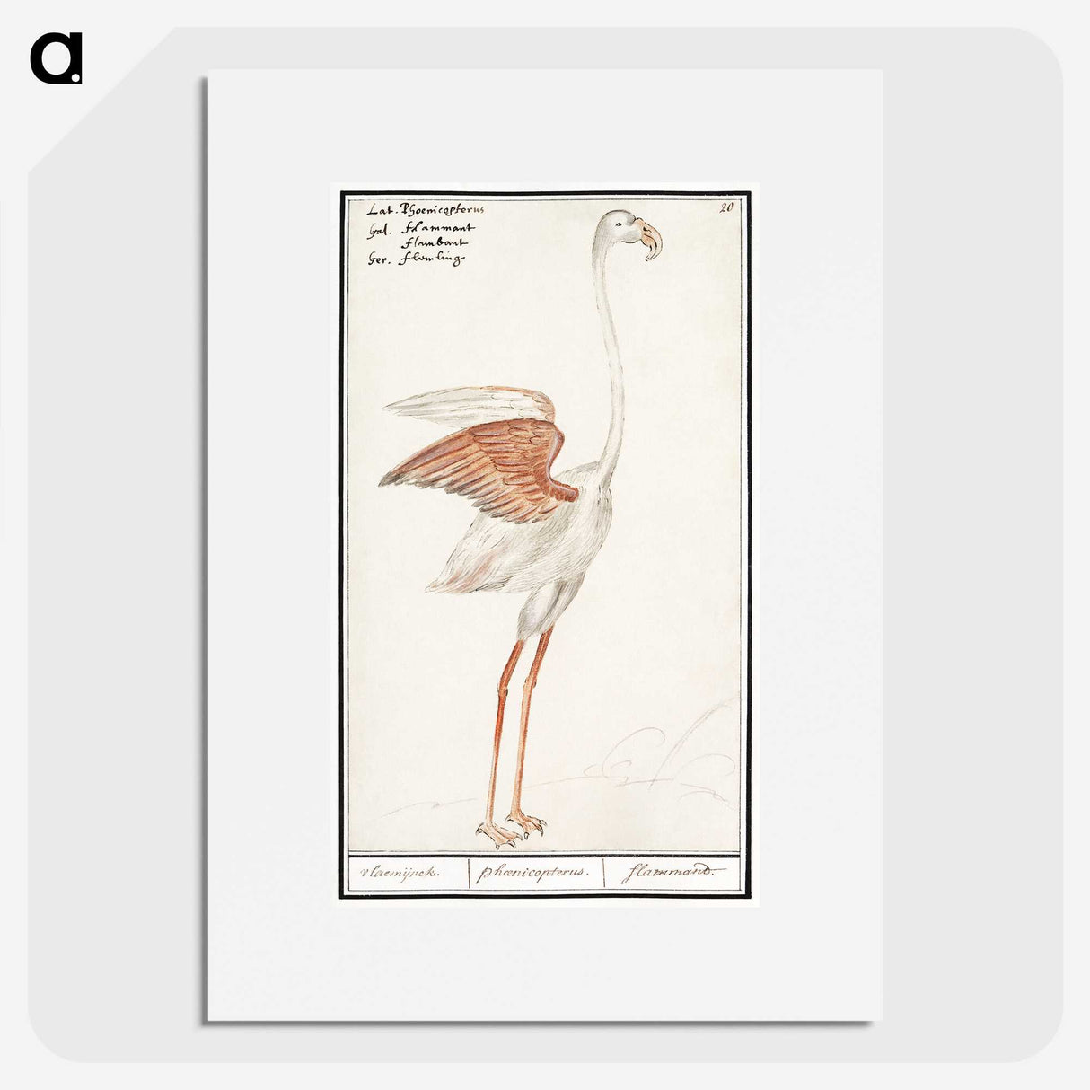 2-50_Anselmus-Boetius-de-Boodt_picture