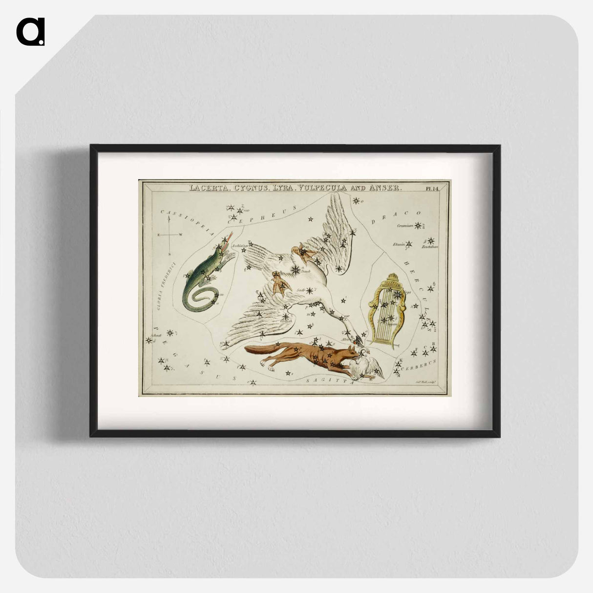 Sidney Hall’s astronomical chart illustration of the Lacerta, Cygnus, Lyra, Vulpecula and the Anser - アンティーク地図 Poster.