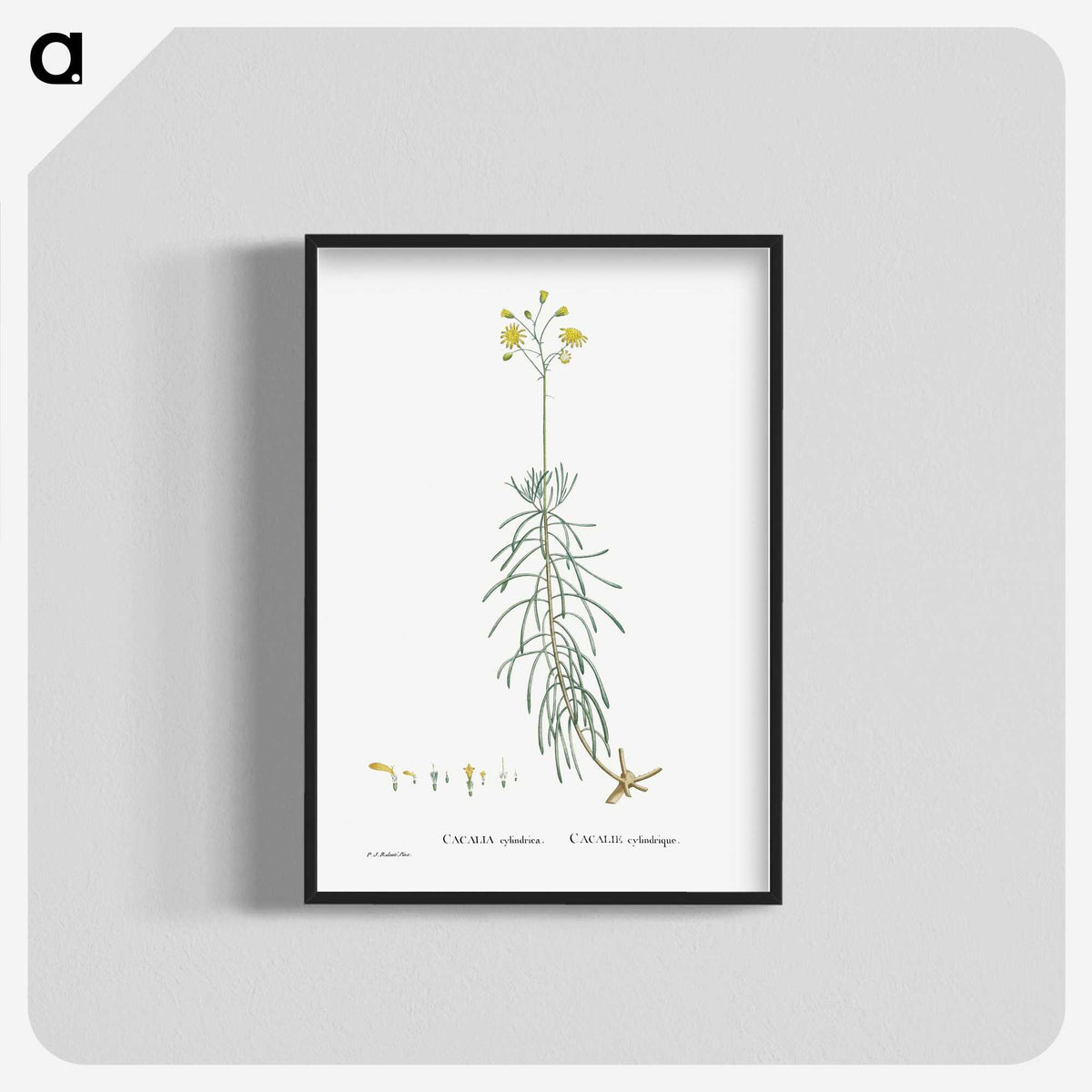 2-50_Histoire-des-Plantes-Grasses_blk-crop