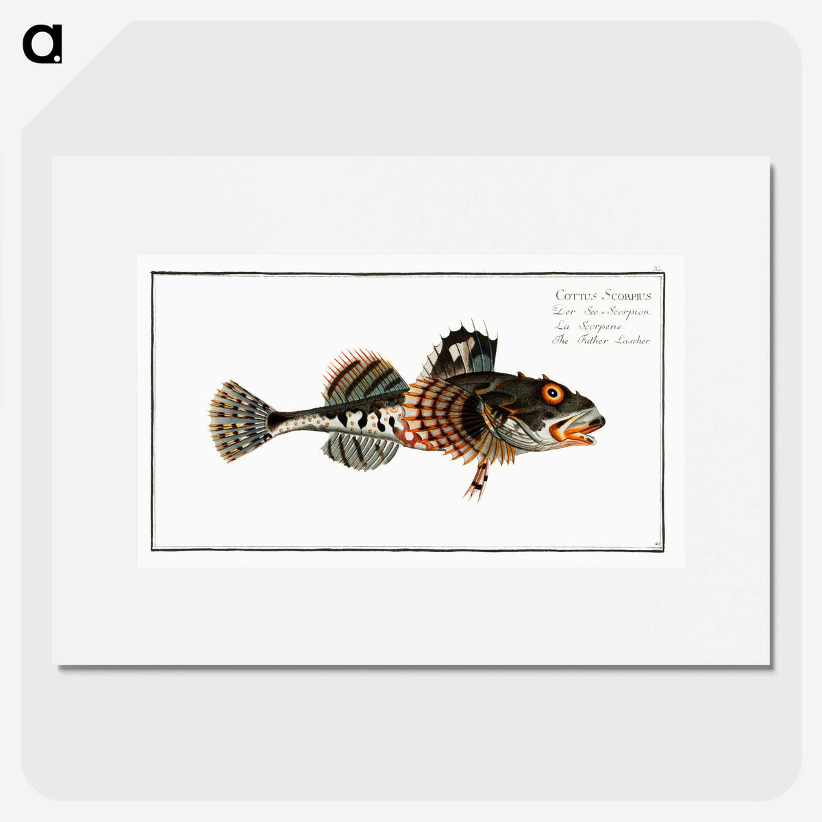 2-50_Ichtyologie-ou-Histoire-naturelle_picture
