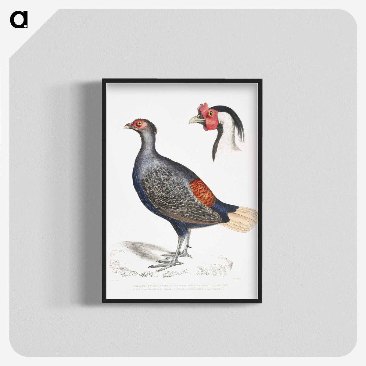 2-50_Indian-Zoology_blk-crop