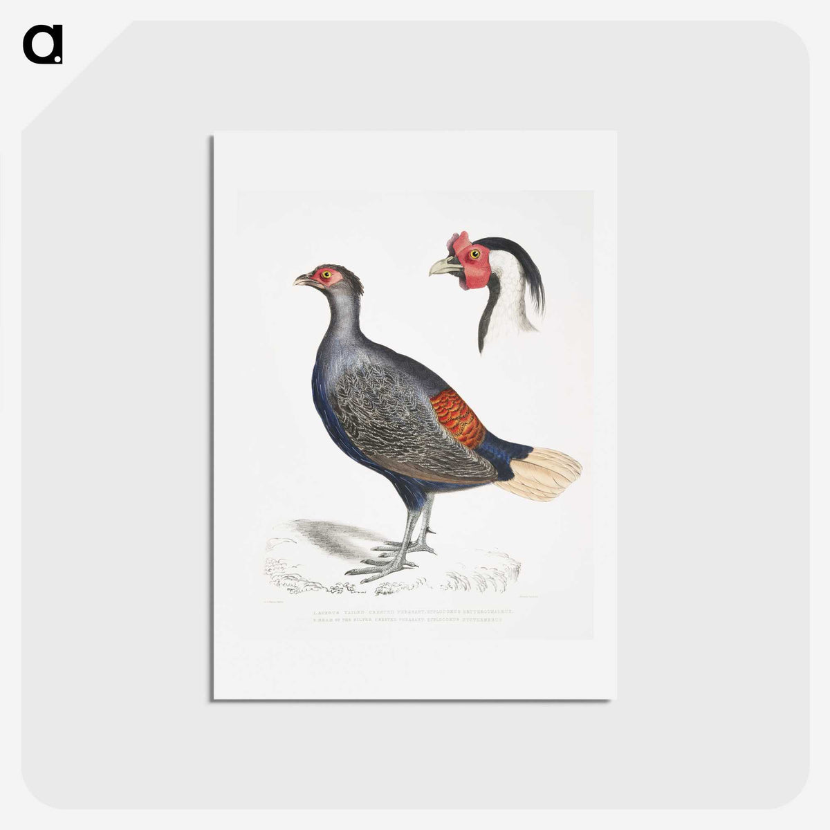 2-50_Indian-Zoology_hagaki