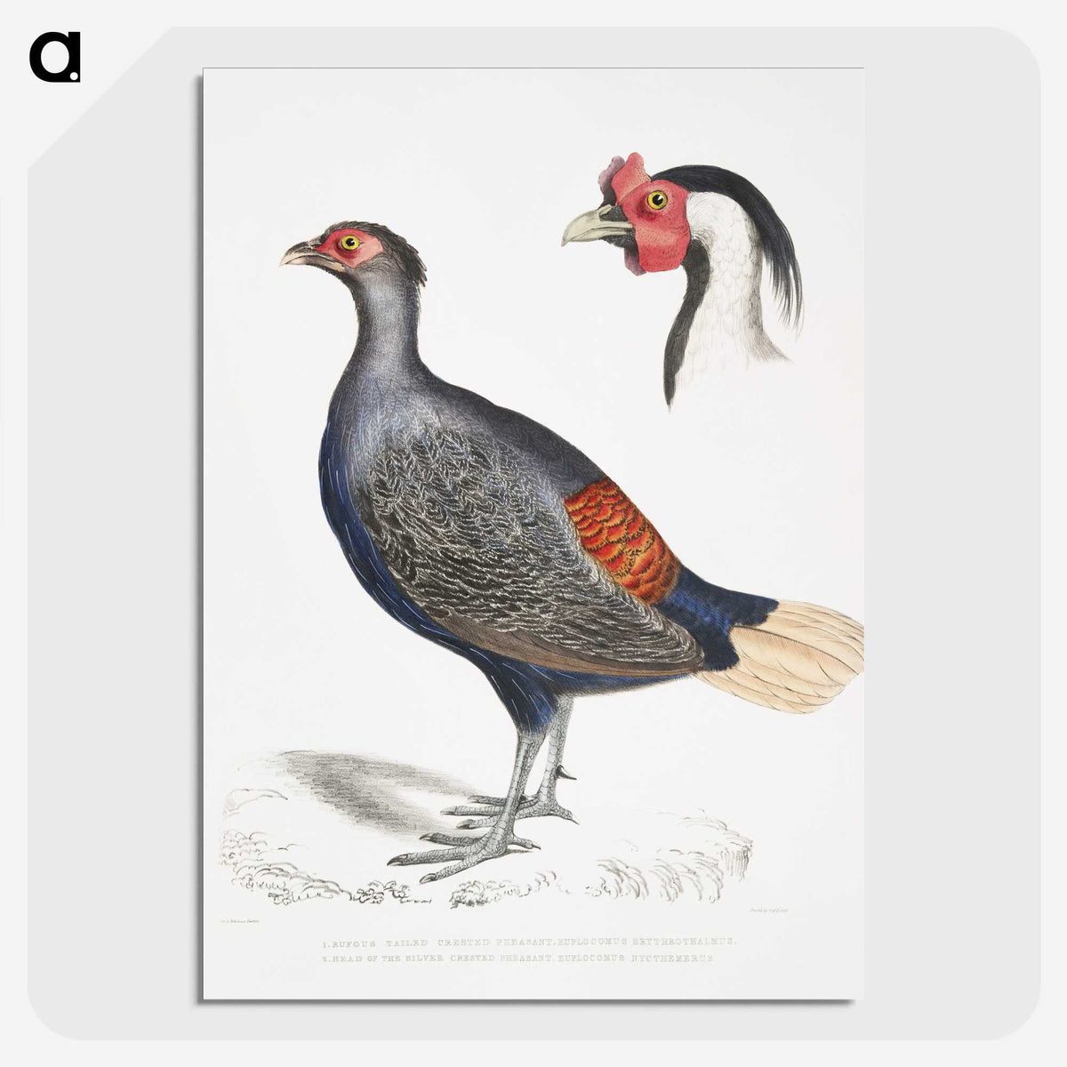 2-50_Indian-Zoology_picture-crop