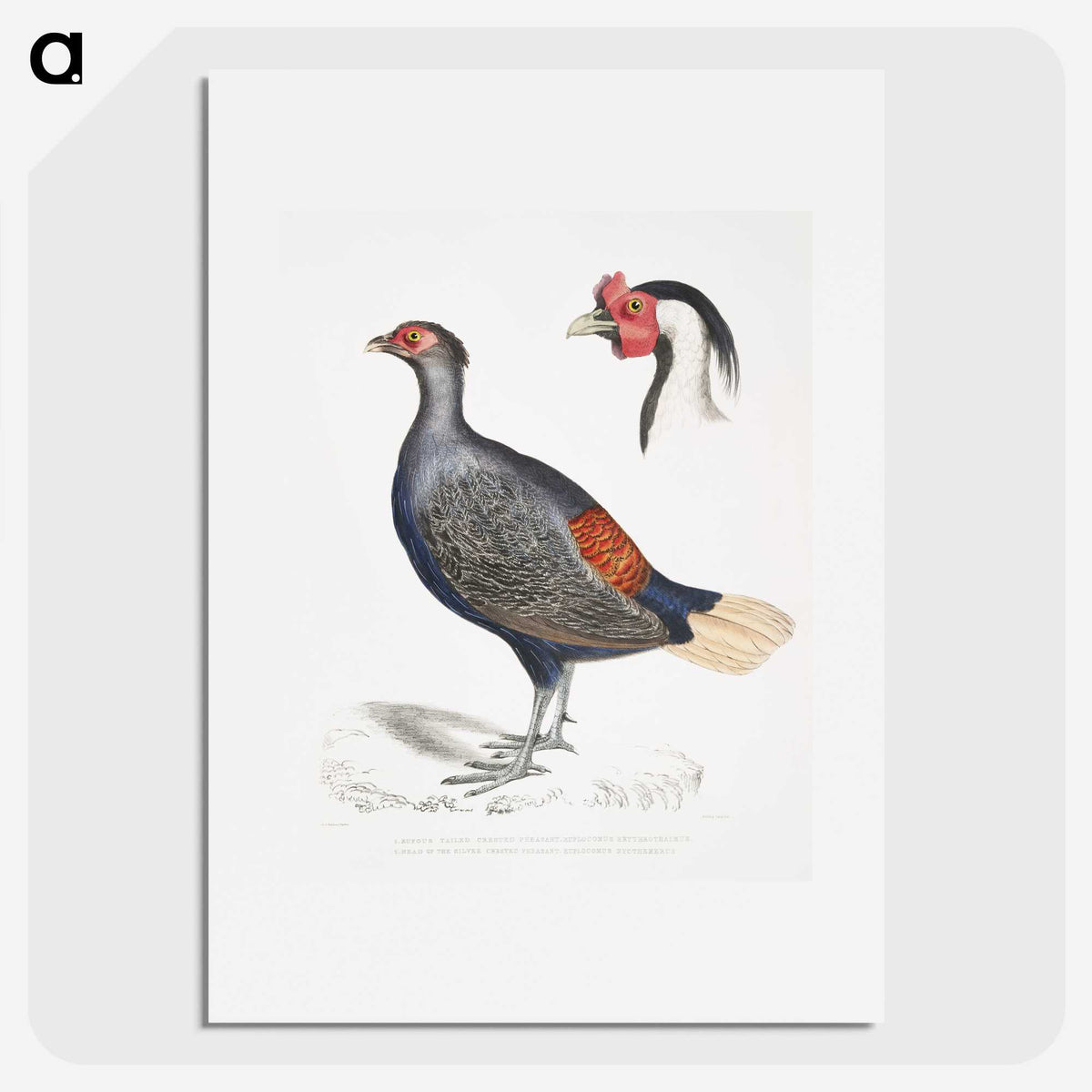 2-50_Indian-Zoology_picture