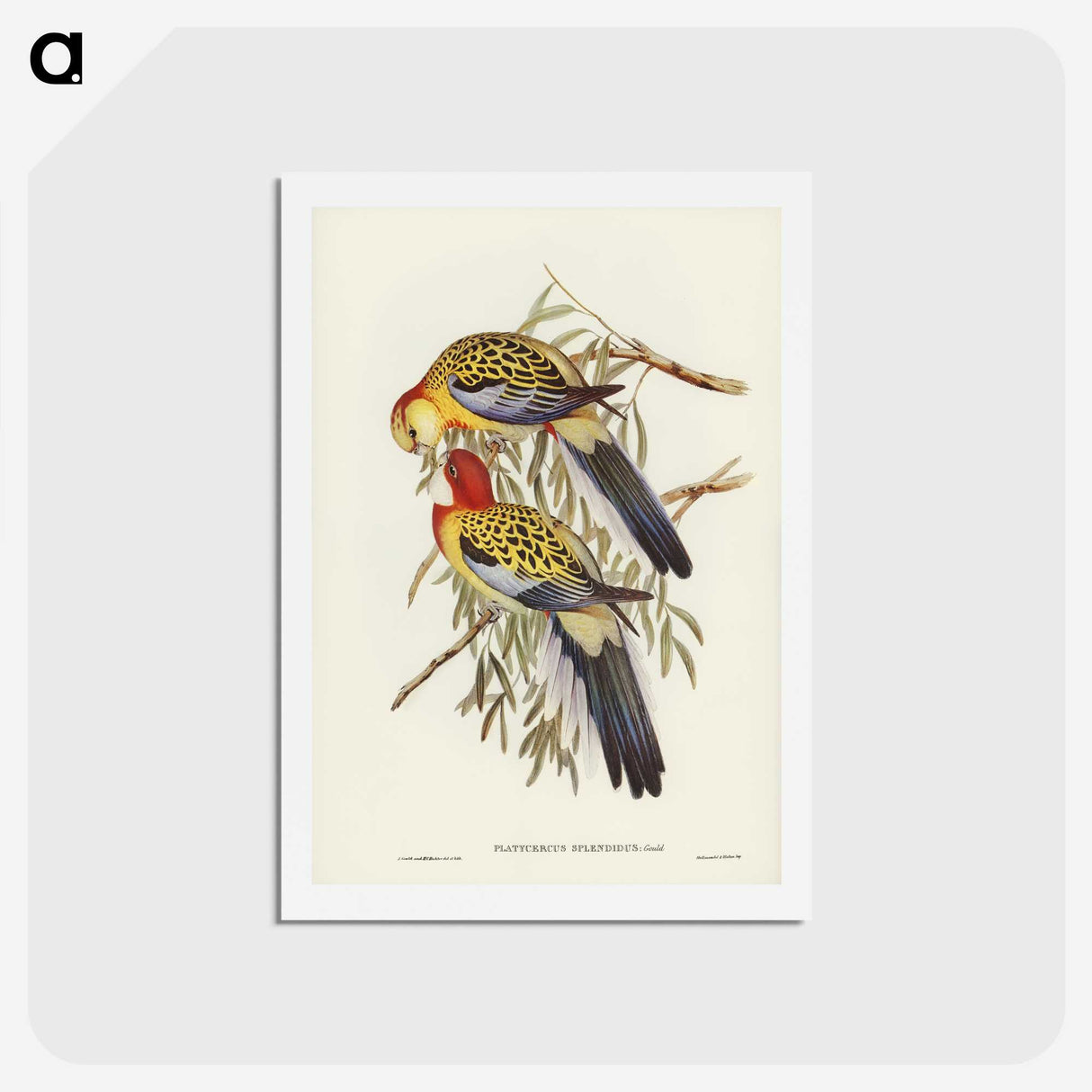2-50_John-Gould_hagaki
