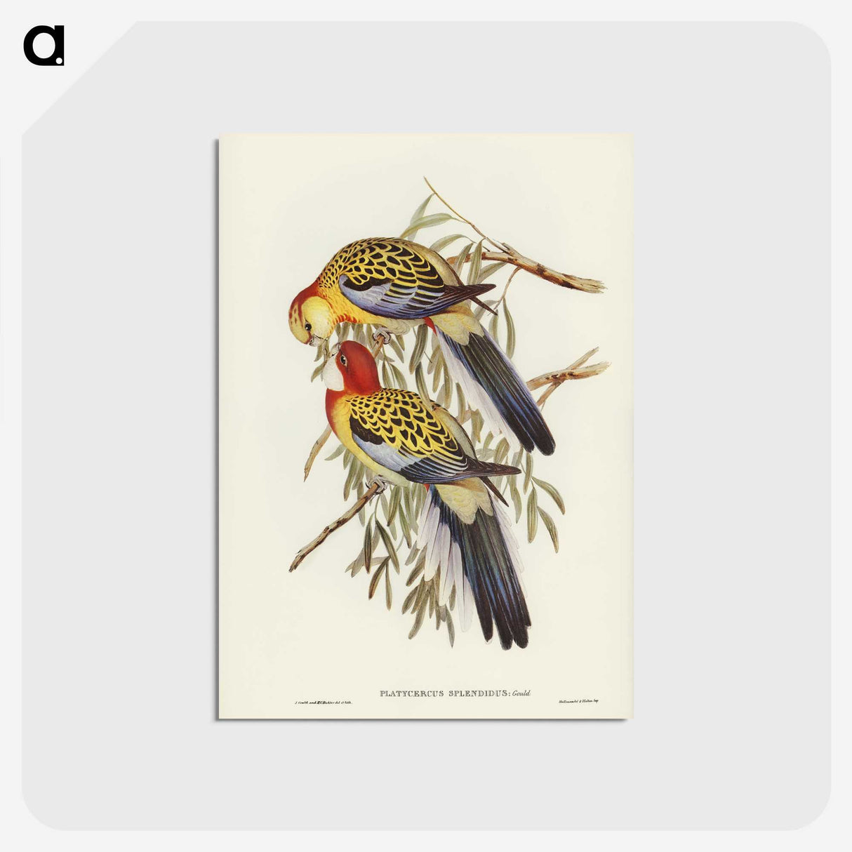 2-50_John-Gould_postcard