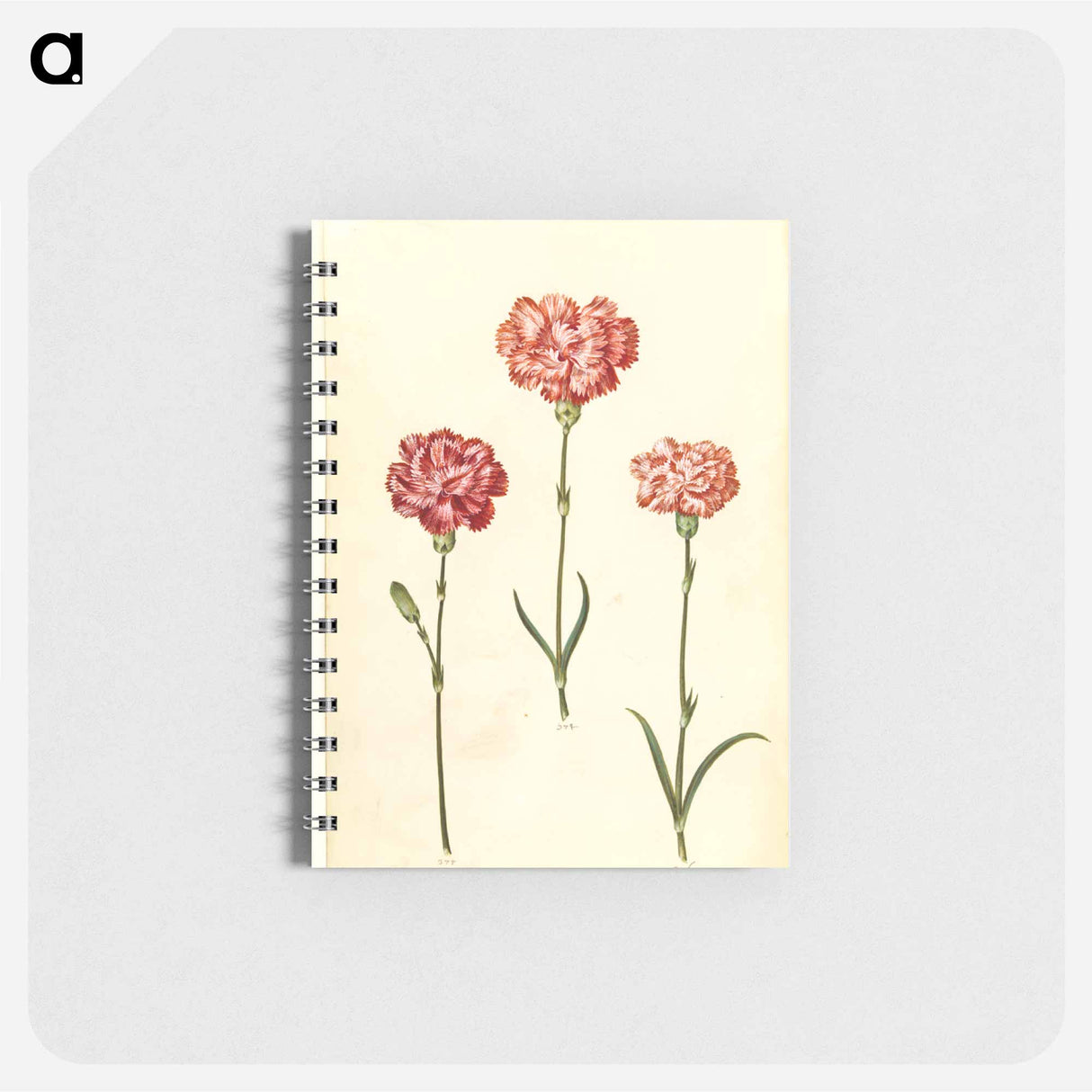 アートメモ帳-Dianthus caryophyllus
- マリア ジビーラ メーリアン Memo.