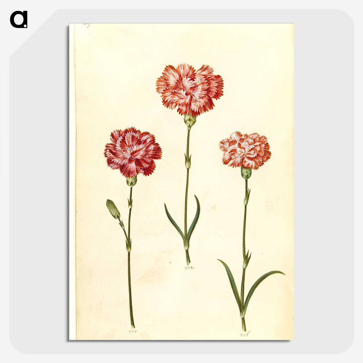 2-50_Maria-Sibylla-Merian_picture-crop