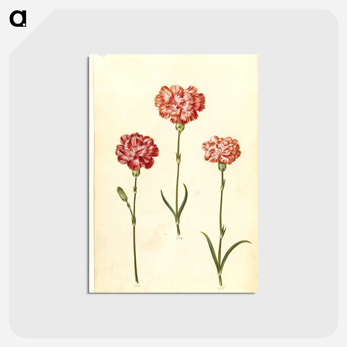 2-50_Maria-Sibylla-Merian_postcard