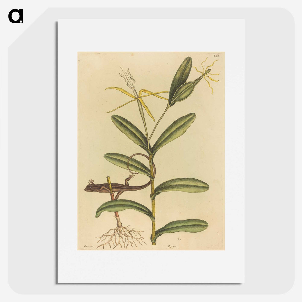 2-50_Mark-Catesby_picture