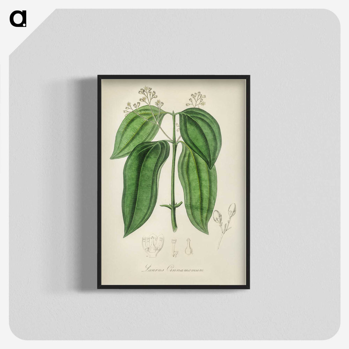 2-50_Medical-Botany_blk-crop