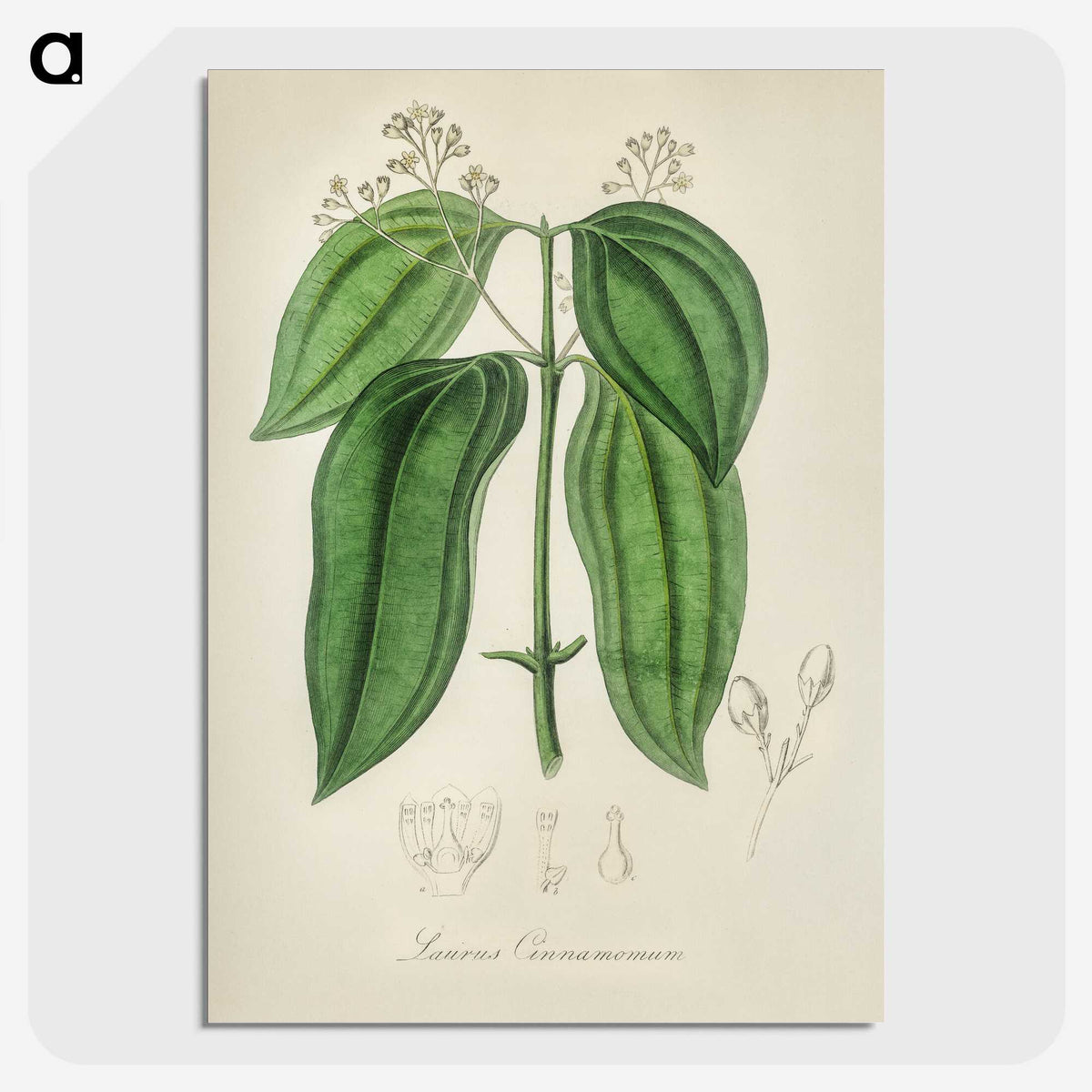 2-50_Medical-Botany_picture-crop