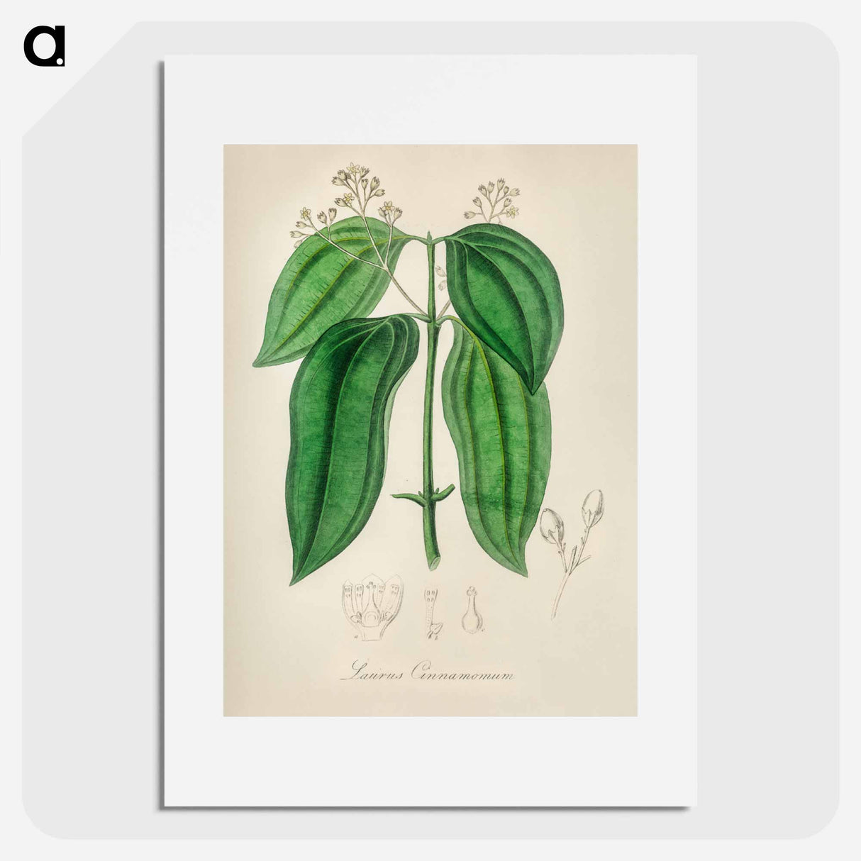 アートポスター-True Cinnamon Tree
- 薬用植物学 Poster.