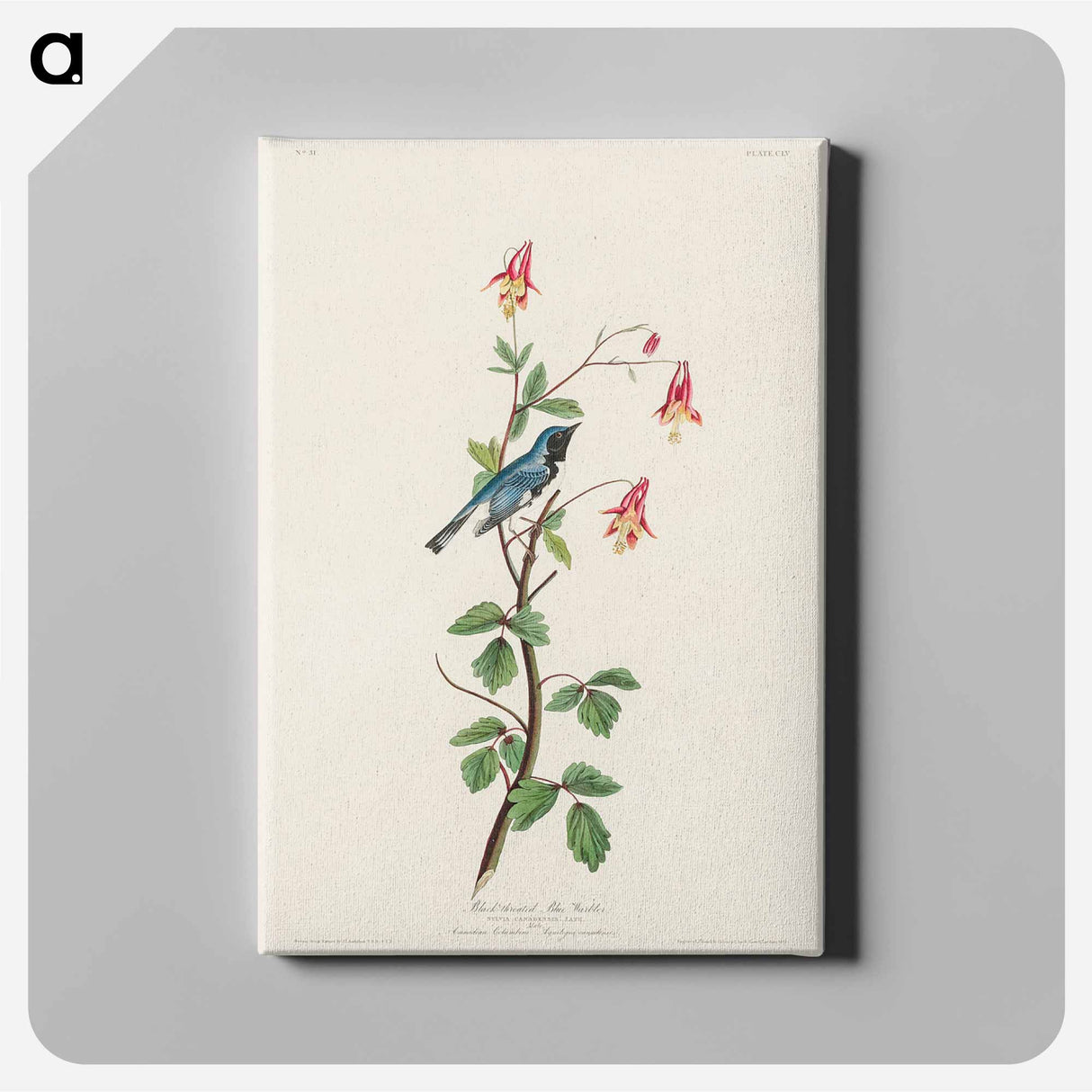 アートパネル-Black-throated Blue Warbler from Birds of America
- アメリカの鳥たち Canvas.