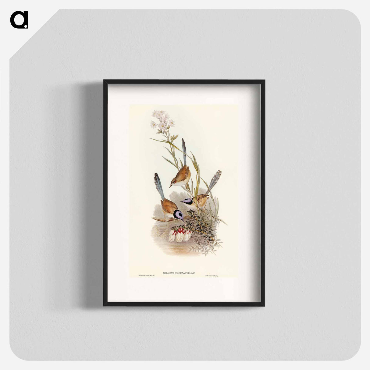 アートポスター-Crowned Wren
- オーストラリアの鳥 Poster.