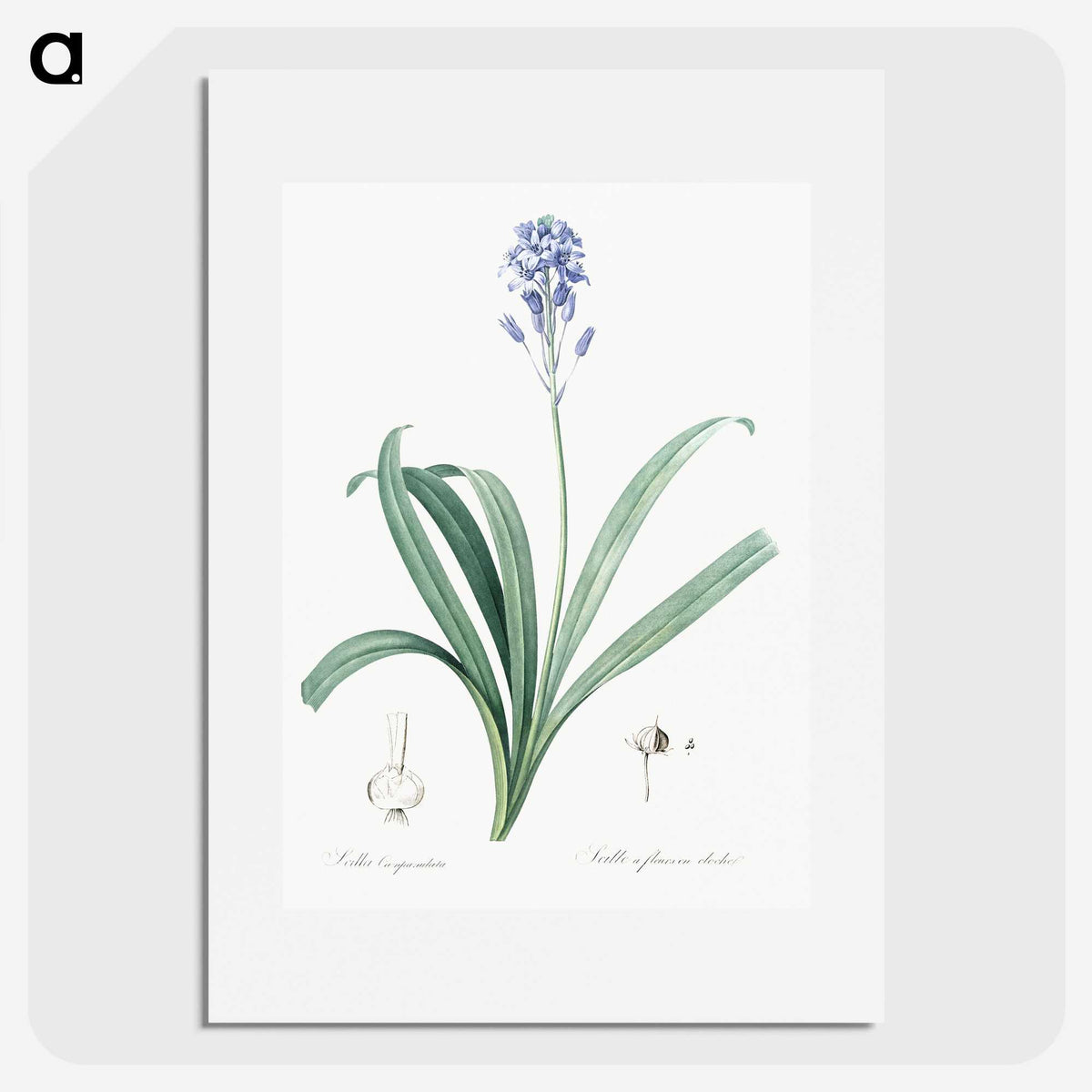 2-50_The-Lilies_picture