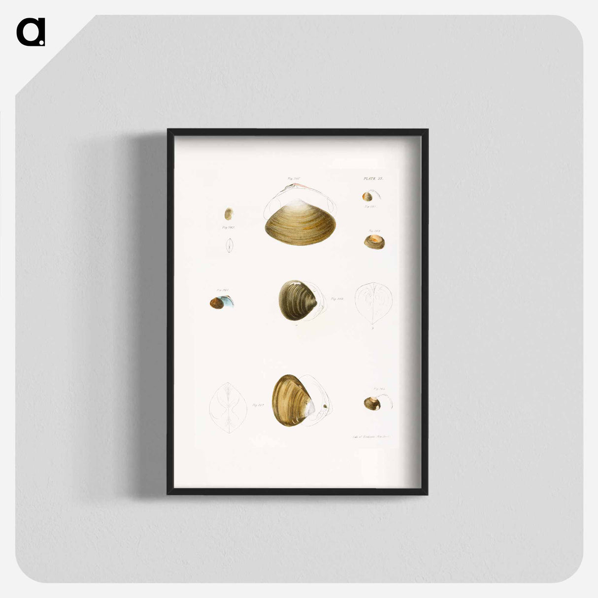 Different types of seashells illustration from Zoology of New York by James Ellsworth De Kay - ニューヨークの動物学 Poster.