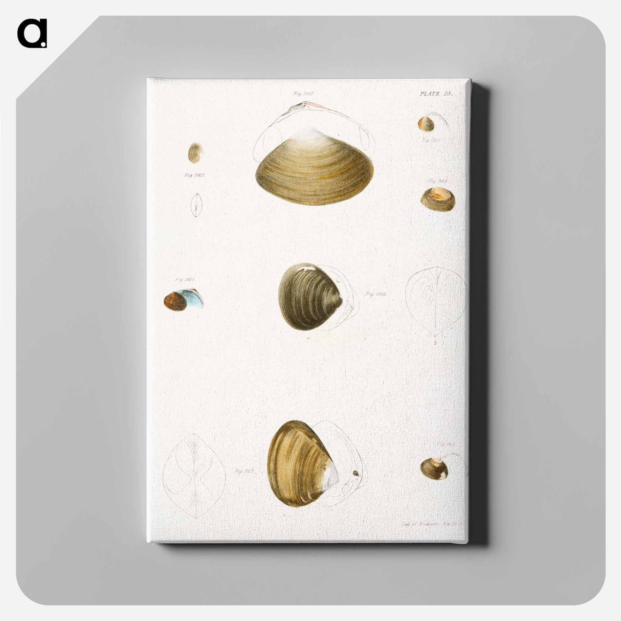 Different types of seashells illustration from Zoology of New York by James Ellsworth De Kay - Zoology of New York Canvas.