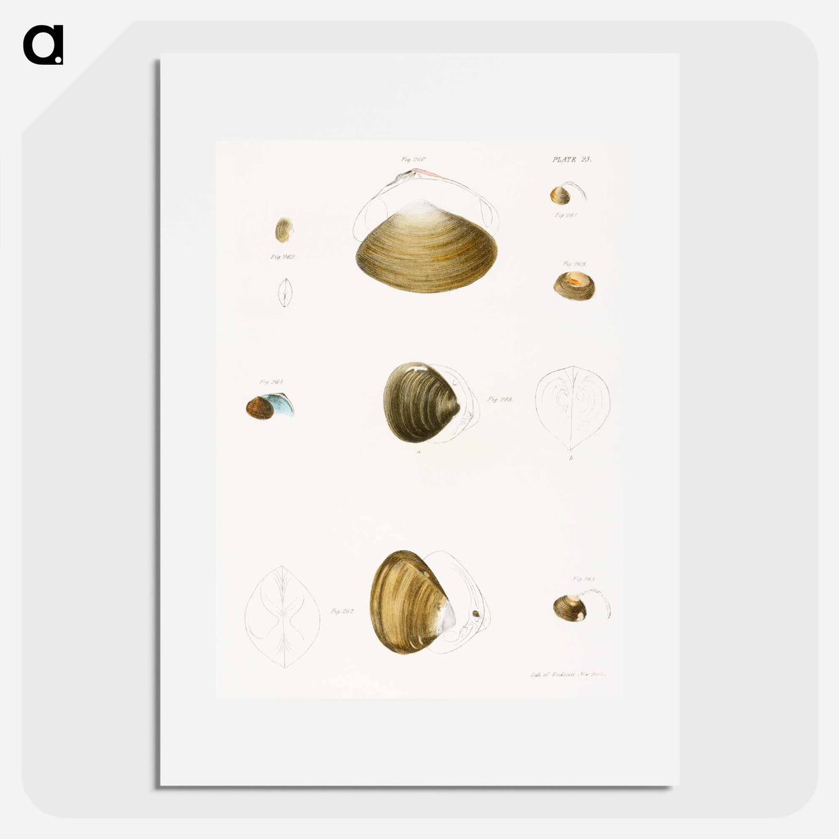 Different types of seashells illustration from Zoology of New York by James Ellsworth De Kay - ニューヨークの動物学 Poster.
