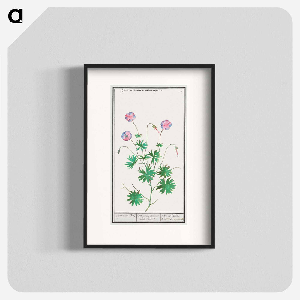 Pelargonium, Geranium - アンセルムス ボエティウス デ ブート Poster.