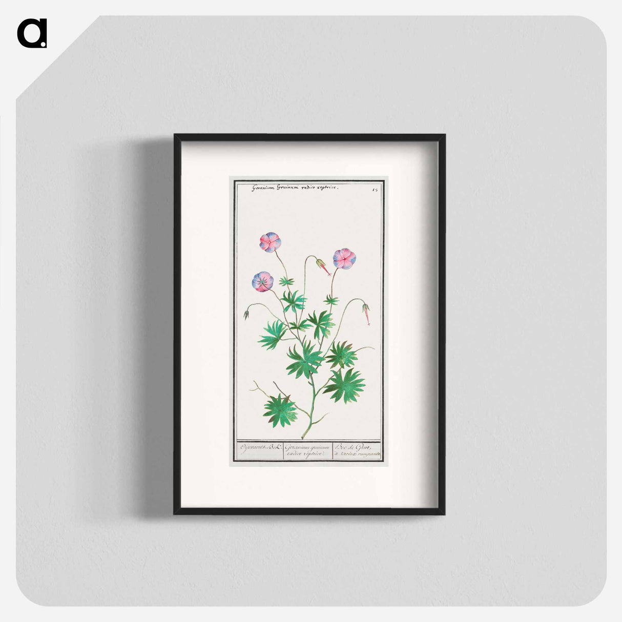 Pelargonium, Geranium - アンセルムス ボエティウス デ ブート Poster.