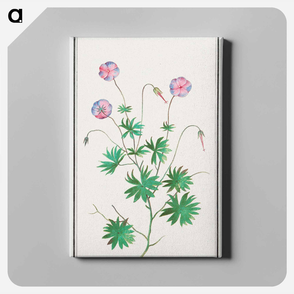 Pelargonium, Geranium - アンセルムス ボエティウス デ ブート Canvas.