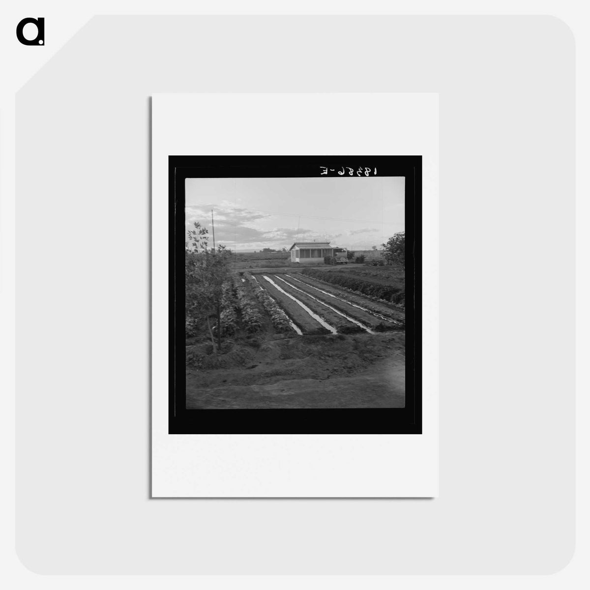 2-51_Dorothea-Lange_hagaki