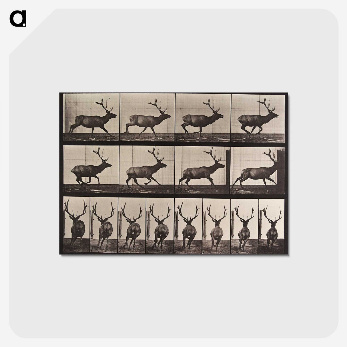 2-51_Eadweard-Muybridge_postcard